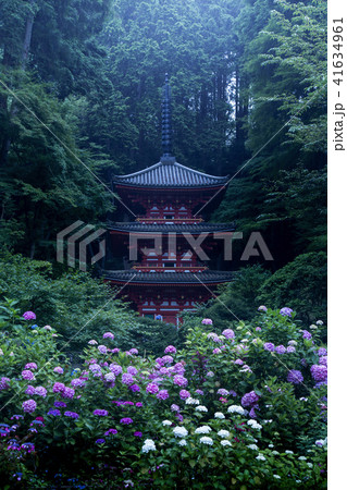 岩船寺のアジサイ 岩船寺のアジサイ 41634961