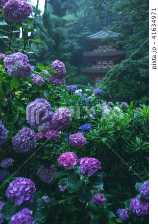 岩船寺のアジサイ 岩船寺のアジサイ 41634971
