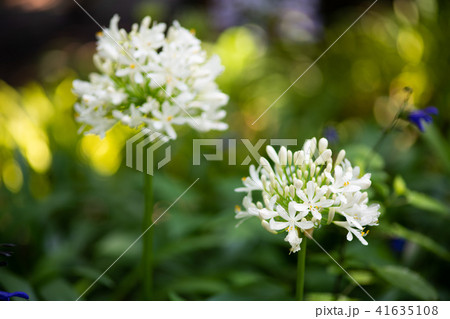 白いアガパンサスの花の写真素材