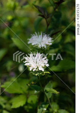 白いベルガモットの花のアップ 41635170