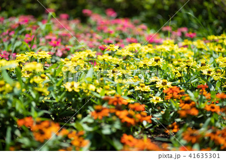 カラフルなジニアの花 カラフルなジニアの花 41635301