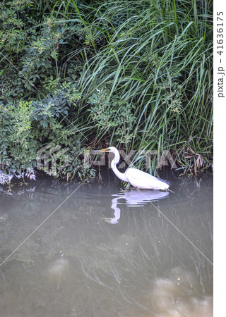 コサギ コサギ 41636175