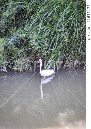 コサギ 41636177