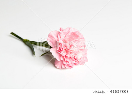 Pink carnation flower on white 41637303