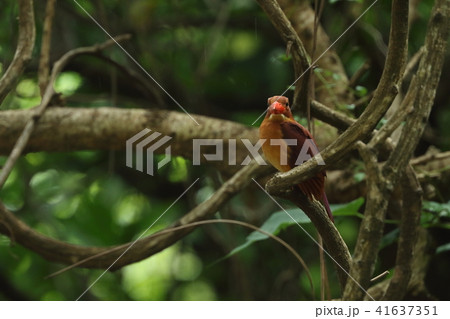 生き物 鳥類 リュウキュウアカショウビン、長さも長いですが顔の幅いっぱいの大きな嘴 生き物 鳥類 リュウキュウアカショウビン、長さも長いですが顔の幅いっぱいの大きな嘴 41637351