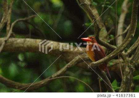 生き物 鳥類 リュウキュウアカショウビン、八重山の初夏を代表する鳥。人家近くに営巣することも・・・ 生き物 鳥類 リュウキュウアカショウビン、八重山の初夏を代表する鳥。人家近くに営巣することも・・・ 41637361