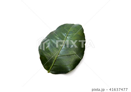 Kaffir lime leave Kaffir lime leave 41637477