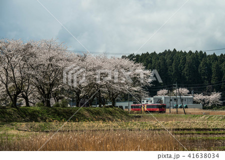 花嫁のれん号の春 41638034