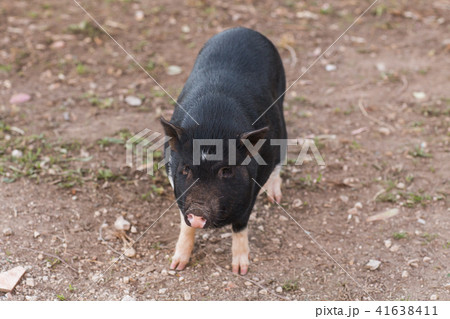 Wild black boar or pig walking on meadow. Wildlife in natural habitat Wild black boar or pig walking on meadow. Wildlife in natural habitat 41638411