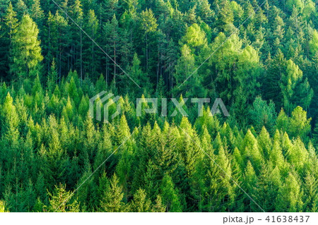 Green forest of fir and pine trees landscape. 41638437