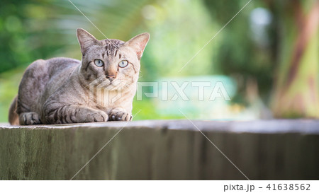 Cat on the house wall looking at camera 41638562