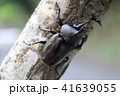 カブトムシ　１匹 41639055
