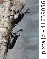 カブトムシ　２匹 41639056