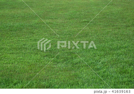 grass garden grass garden 41639163