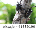 カブトムシ　２匹 41639190