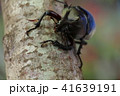 カブトムシ　１匹 41639191