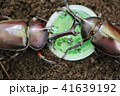 カブトムシ　２匹 41639192