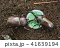 カブトムシ　２匹 41639194