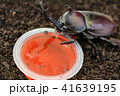 カブトムシ　１匹 41639195