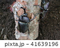 カブトムシ　２匹 41639196
