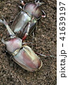 カブトムシ　２匹 41639197
