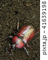 カブトムシ　１匹 41639198