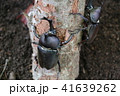 カブトムシ　２匹 41639262