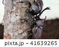 カブトムシ　２匹 41639265