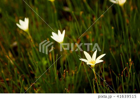 White zephyranthes flowers blooming White zephyranthes flowers blooming 41639515