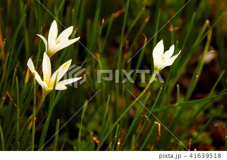 White zephyranthes flowers blooming 41639518