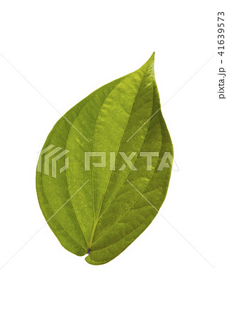 betel leaf tropical leaves on white background betel leaf tropical leaves on white background 41639573