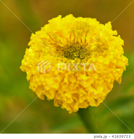 yellow flower with leaf background 41639723