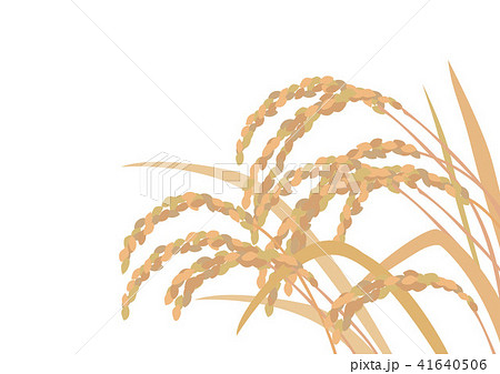 稲 セピア大白のイラスト素材