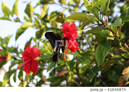 ハイビスカスの赤い花の蜜を吸うモンキアゲハの写真素材