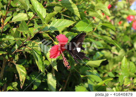 ハイビスカスの赤い花の蜜を吸うモンキアゲハの写真素材