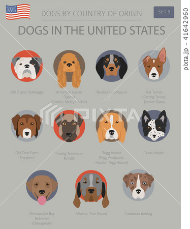Dogs in the United States. American dog breeds Dogs in the United States. American dog breeds 41642960