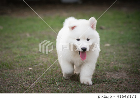 siberian husky puppy walking on green grass siberian husky puppy walking on green grass 41643171