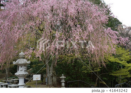 比叡山延暦寺 しだれ桜の写真素材