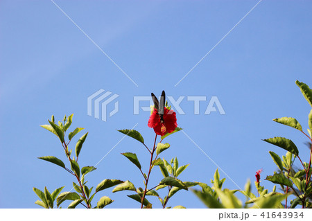ハイビスカスの赤い花の蜜を吸うモンキアゲハ 41643934