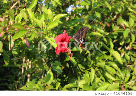 ハイビスカスの赤い花にとまるモンキアゲハ 41644159