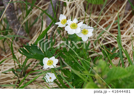 立山で見られる高山植物 立山で見られる高山植物 41644481