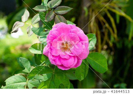 Pink of Damask Rose flower. 41644513