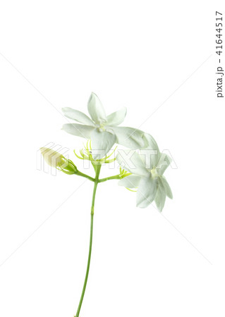 Close up of jasmine flower. 41644517