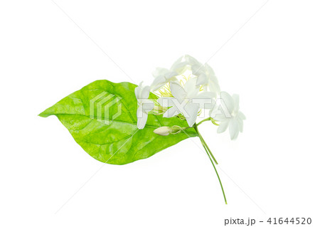 Close up of jasmine flower. Close up of jasmine flower. 41644520