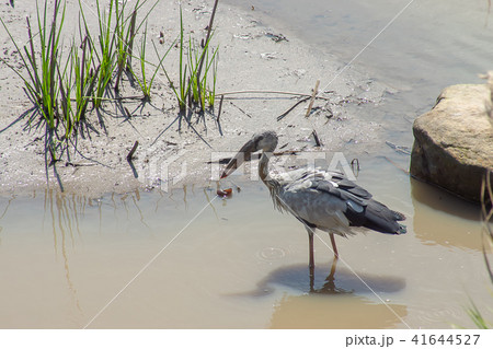 Asian Openbill bird. 41644527