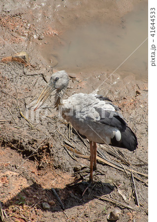 Asian Openbill bird. Asian Openbill bird. 41644533