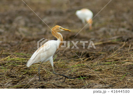 Cattle egret bird 41644580