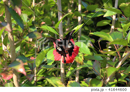 ハイビスカスの赤い花にとまるモンキアゲハ 41644600