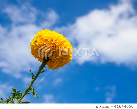 Marigold flowers in the meadow 41644656