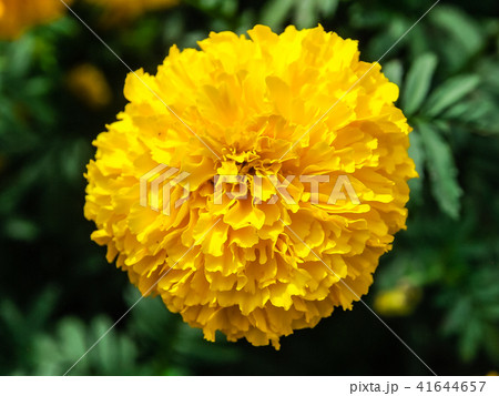 Marigold flowers in the meadow 41644657